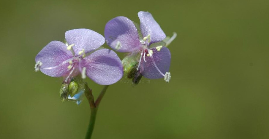  p>细竹篙草(学名: i>murdannia simplex /i> (vahl) brenan)是鸭跖草