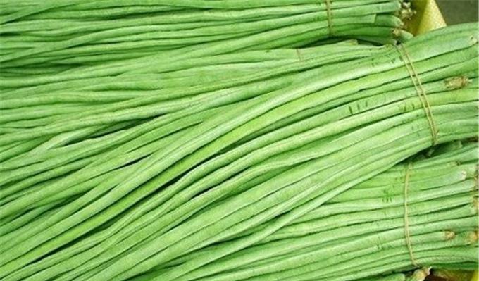  p>宝丰豇豆品种来源于锦苔豇豆变异单株,是 a target="_blank" href=