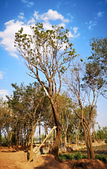  Pistacia chinensis