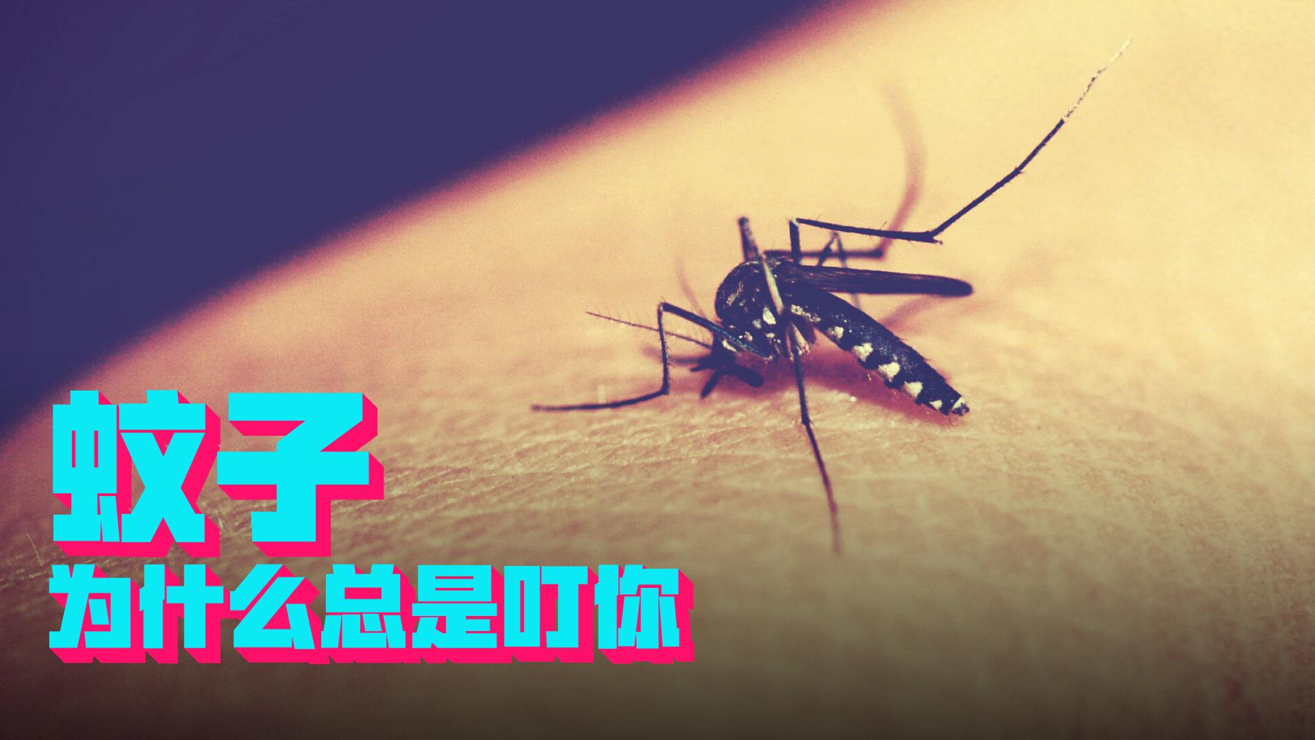 你是人群中最耀眼的“吸蚊”高手吗?为啥蚊子就爱叮你,原因在这
