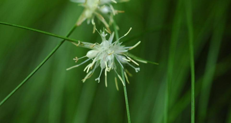  p>苞灯心草( a target="_blank" href="/item/学名/8074290" data