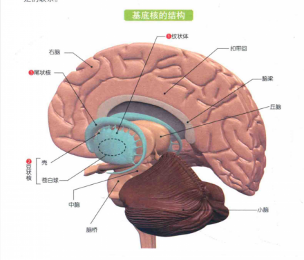 基底核_百度百科