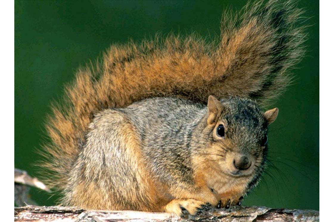 蓝岭山脉狐松鼠