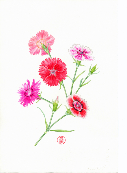 石竹 荀一乔/绘