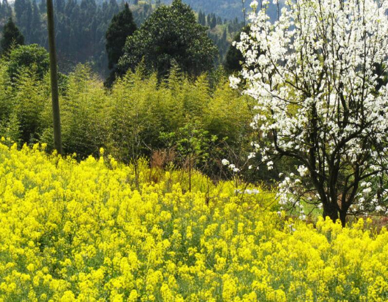  p>清水镇(已撤销),隶属于四川省眉山市仁寿县,地处 a target="_blank