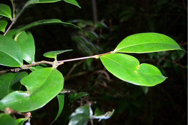 黑叶谷木海南个体