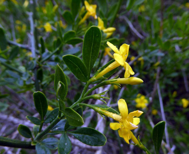 是木兰纲,捩花目,木犀科下的一个属,约205种.