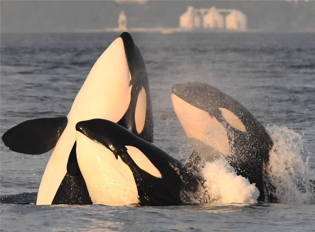 虎鲸敢把鲨鱼当零食吃，常用胸鳍亲热，雄性去别的族群“走婚”_百科TA说