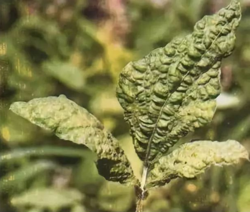 大豆花叶病 百度百科