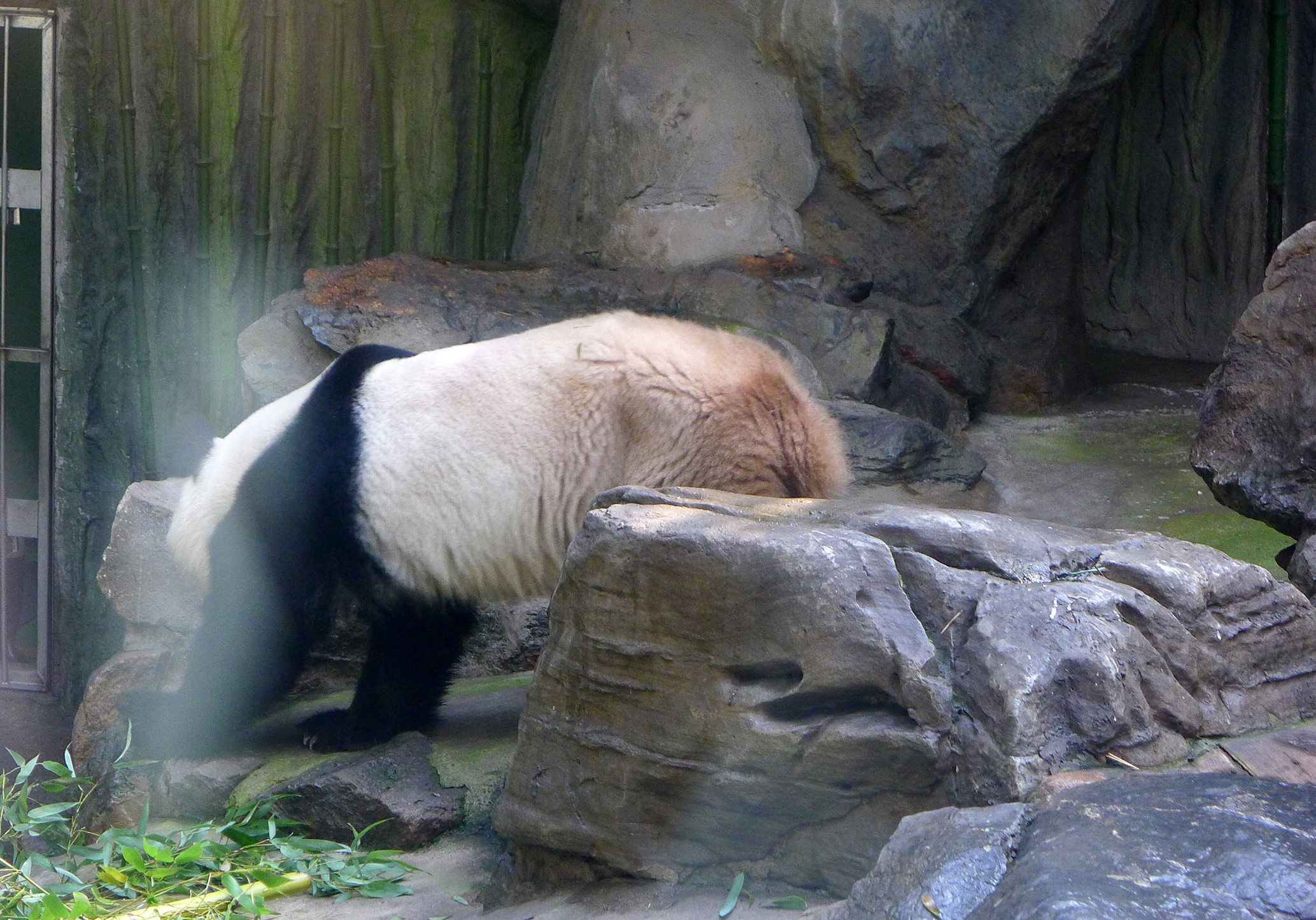  p>北京动物园熊猫馆占地面积10000平方米, a href="#" data-lemmaid=