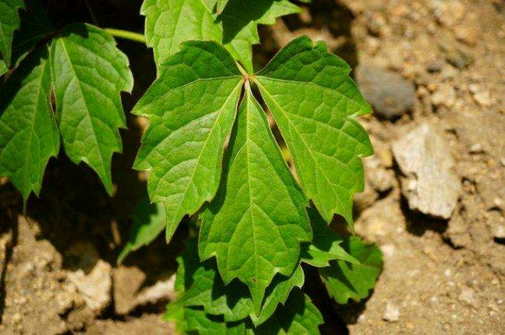 三种地锦属（爬山虎属）植物辨识_百科TA说
