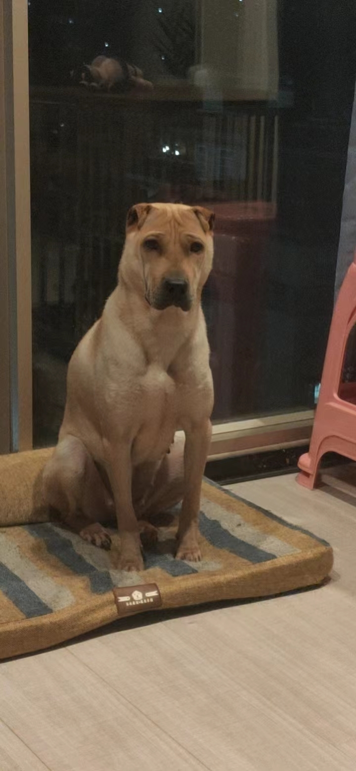 " data-lemmaid="219665">标准 /a>为hkka(hong kong and kowloon