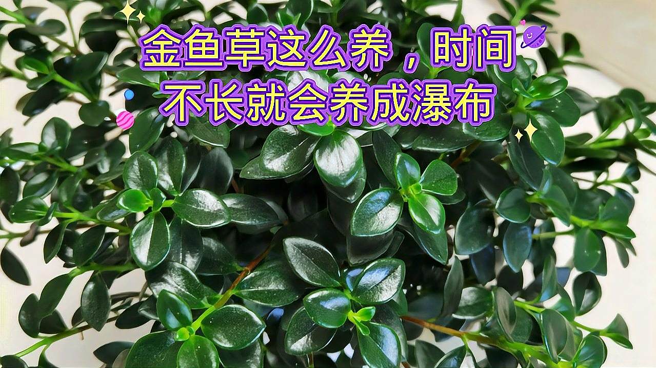 金鱼草 玄参科金鱼草属植物 百度百科