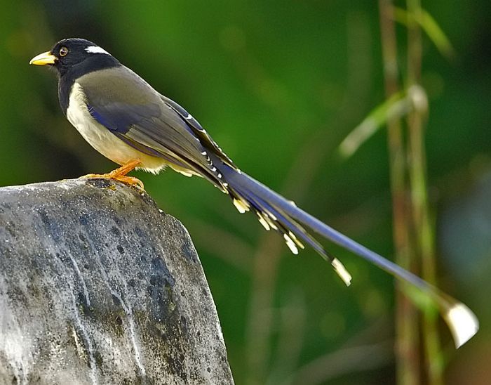  p>黄嘴蓝鹊(学名: i>urocissa flavirostris /i>)是鸦科,蓝鹊属的