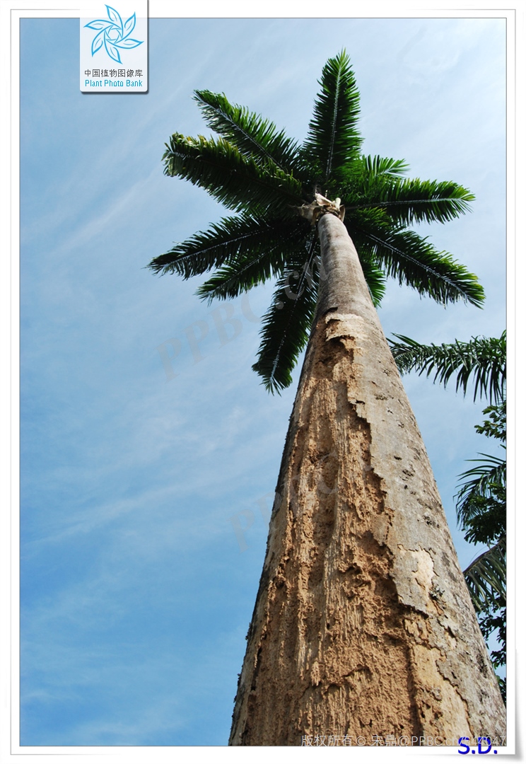 大王椰子树