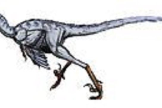  p>侦察龙(学名nuthetes)是一属被认为是恐龙的可疑爬行动物. /p>