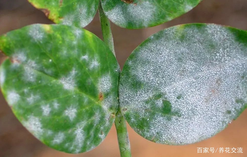 8种盆栽花卉容易感染的病虫害，用药的方法技巧指南，新手轻松学_