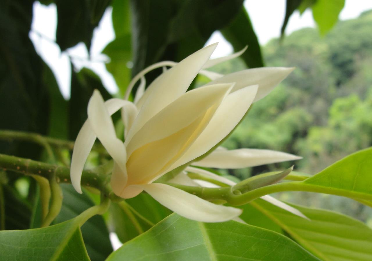 中国四大经典名花之一的白兰花，味道清香，新手也能养_百科TA说