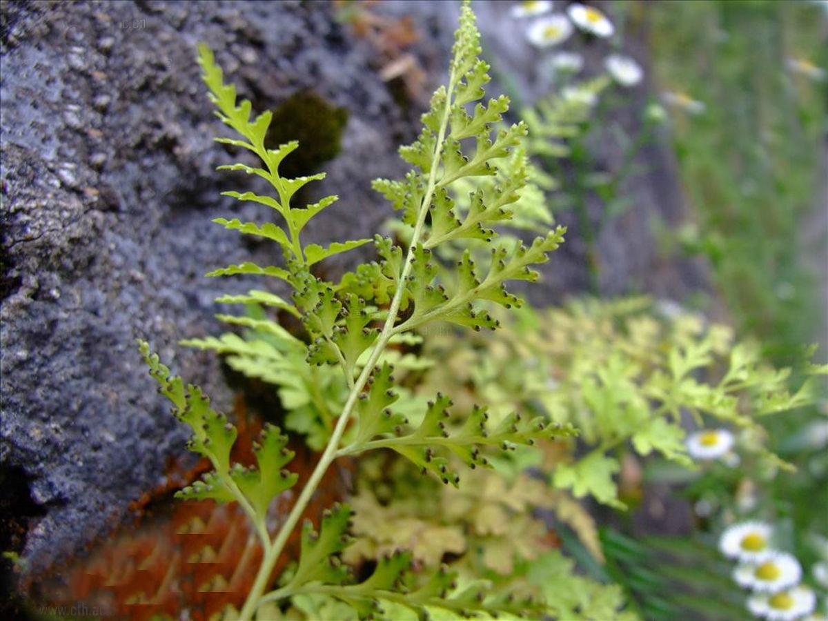  p>溪洞碗蕨(学名: i>dennstaedtia wilfordii /i> (moore) christ)是