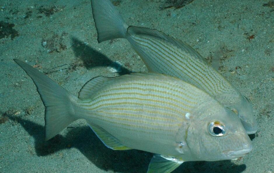  p>平鲷(学名: i>rhabdosargus sarba /i>)是鲷科,平鲷属鱼类.