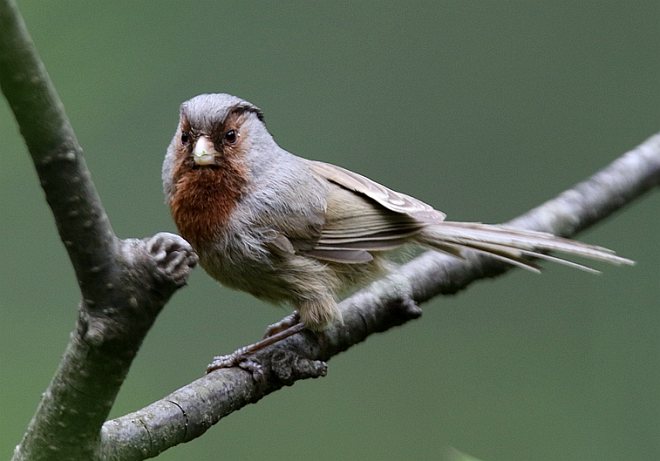  p>灰冠鸦雀(学名: i>sinosuthora przewalskii /i>)是莺科,鸦雀属