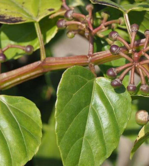 是葡萄科,白粉藤属植物.