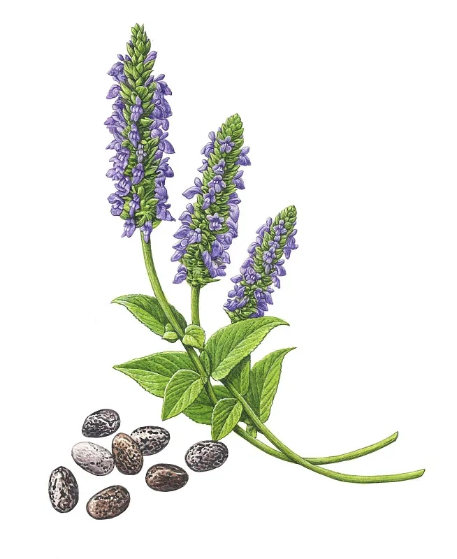  a target="_blank" href="/item/奇亚籽/19519545"