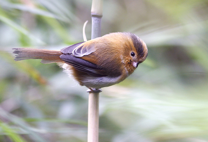  p>黄额鸦雀(学名: i>suthora fulvifrons /i>)是莺科,鸦雀属小型鸟类