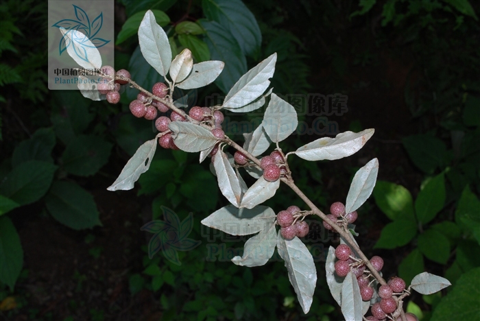 p>牛奶子,别名:剪子果,甜枣,麦粒子,拉丁文名:elaeagnus umbellate