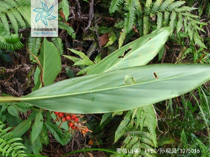 wu et senjen )是姜科,山姜属多年生 a href="#">草本 /a>植物,株高