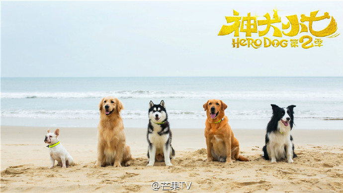 神犬小七第二季