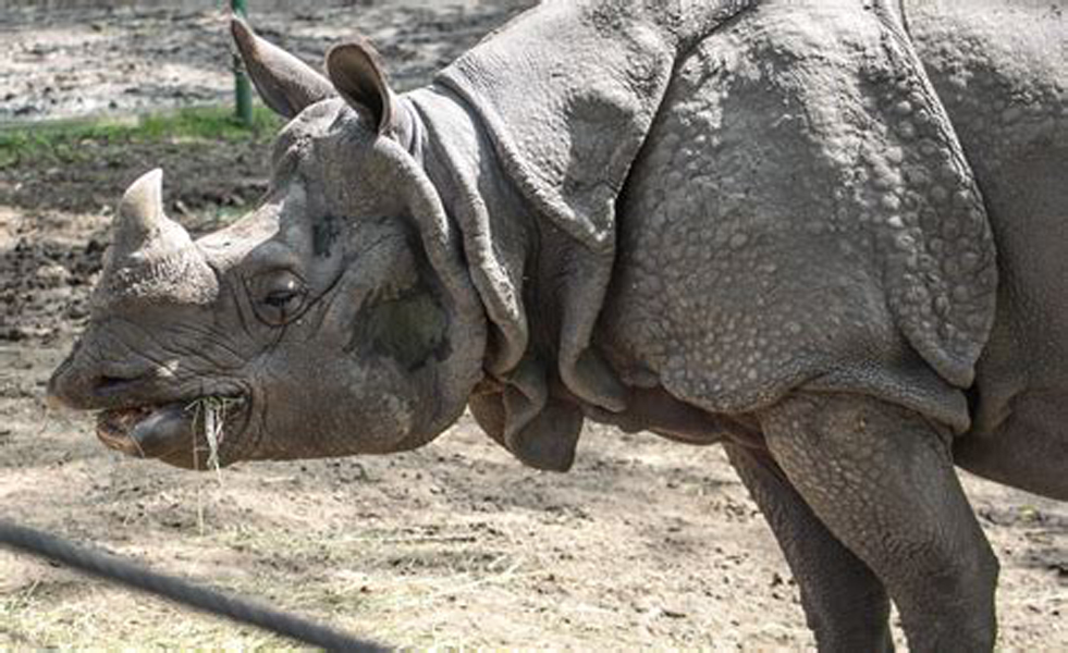  p>印度犀(学名: i> /i> i>rhinoceros unicornis /i>):体长2.1-4.