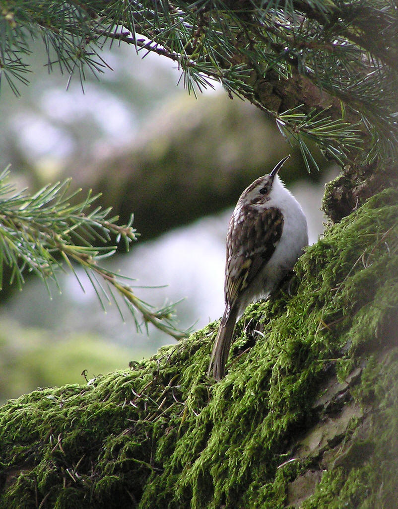 小型鸟类,体长12~15厘米,平均重10克.