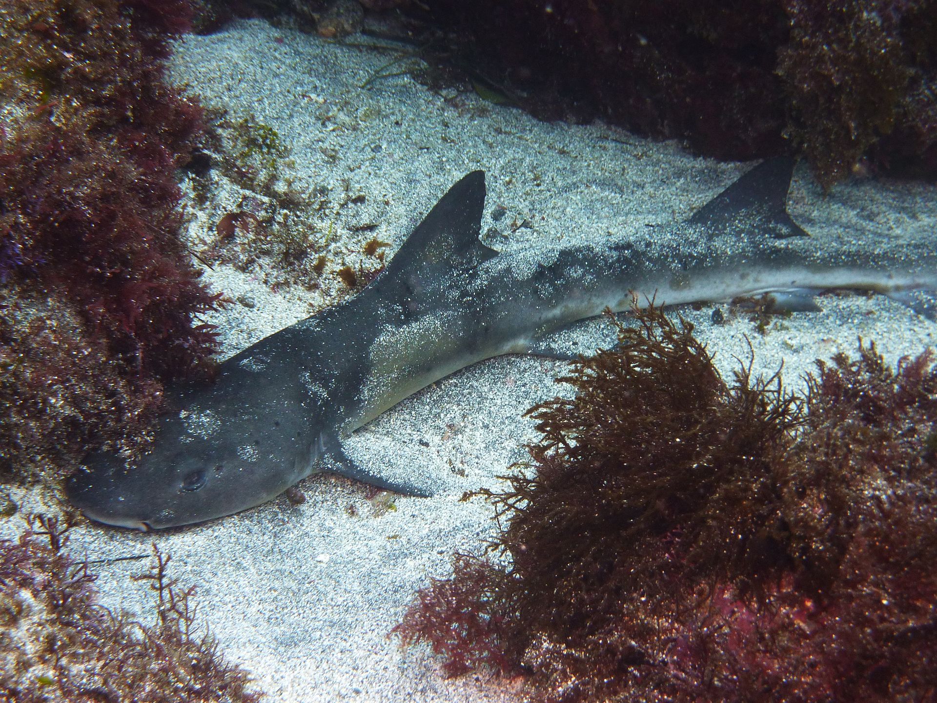  i>hemitriakis japanica /i>)是皱唇鲨科,半灰鲨属的一种鲨鱼