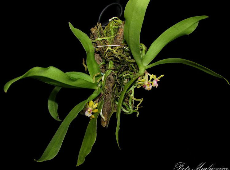  p>无茎盆距兰(学名: i>gastrochilus obliquus /i>  (lindl.