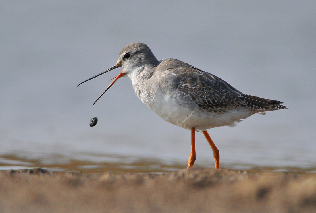  p>鹤鹬(学名: i>tringa erythropus /i>),是 a>鹬科 /a>, a href="#"