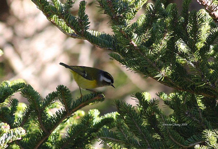 regulus  goodfellowi