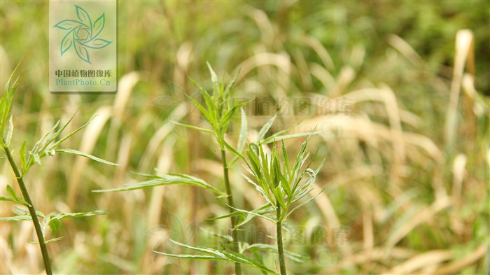 subdigitata)为 a href="#">菊科 /a> a href="#">蒿属 /a>下的一个