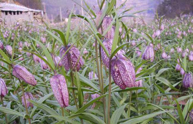 a target="_blank" href="/item/草本">草本 /a>植物,植株可达-50厘米