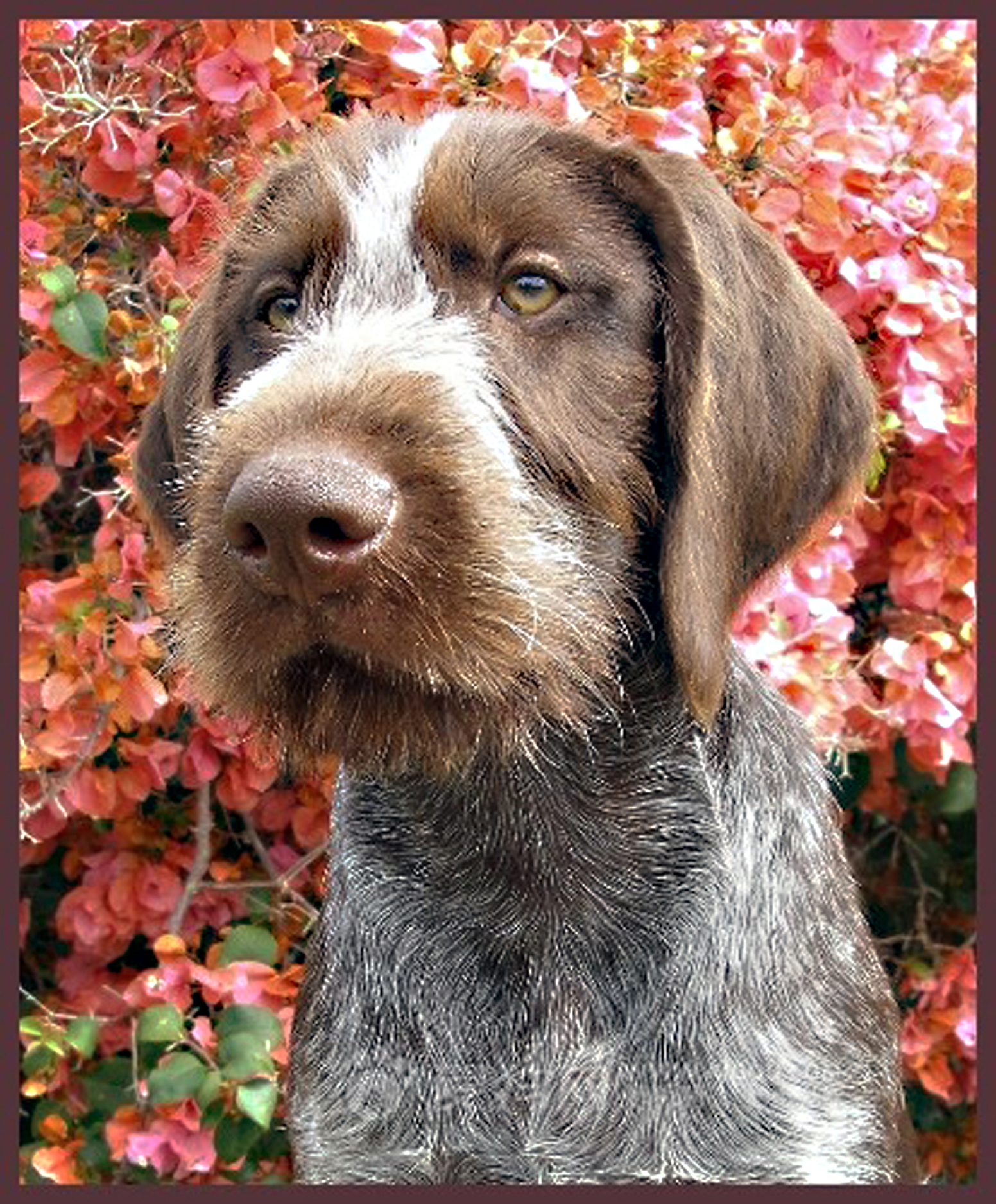 德国硬毛指示猎犬