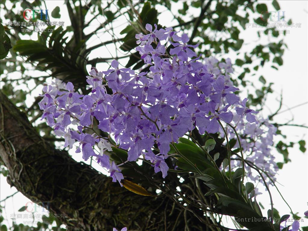  p> b>大花万代兰 /b>(拉丁学名: i>vanda coerulea /i> griff.