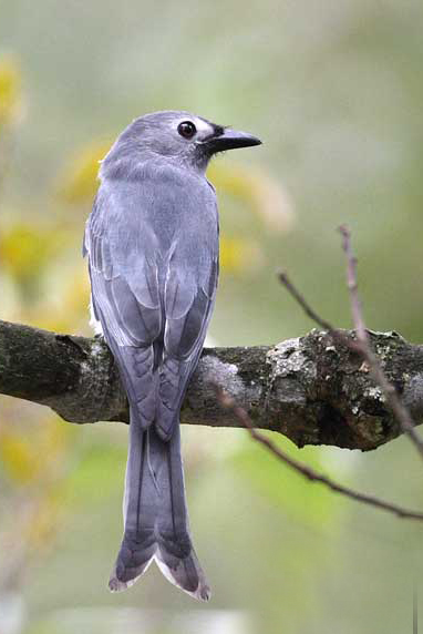 分布于中国东部和中部,辽宁,甘肃,四川,广东迁移至中国南部,老挝,泰国