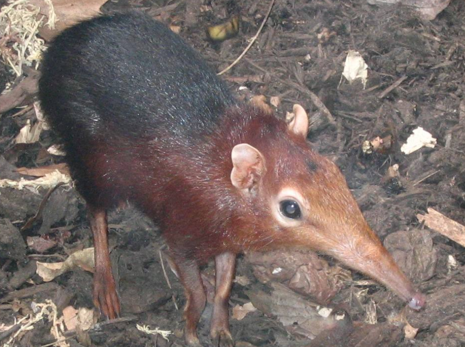 身材娇小,外表就像跳鼠或者更格卢鼠;耳朵和眼睛都很大;尾巴又细又长