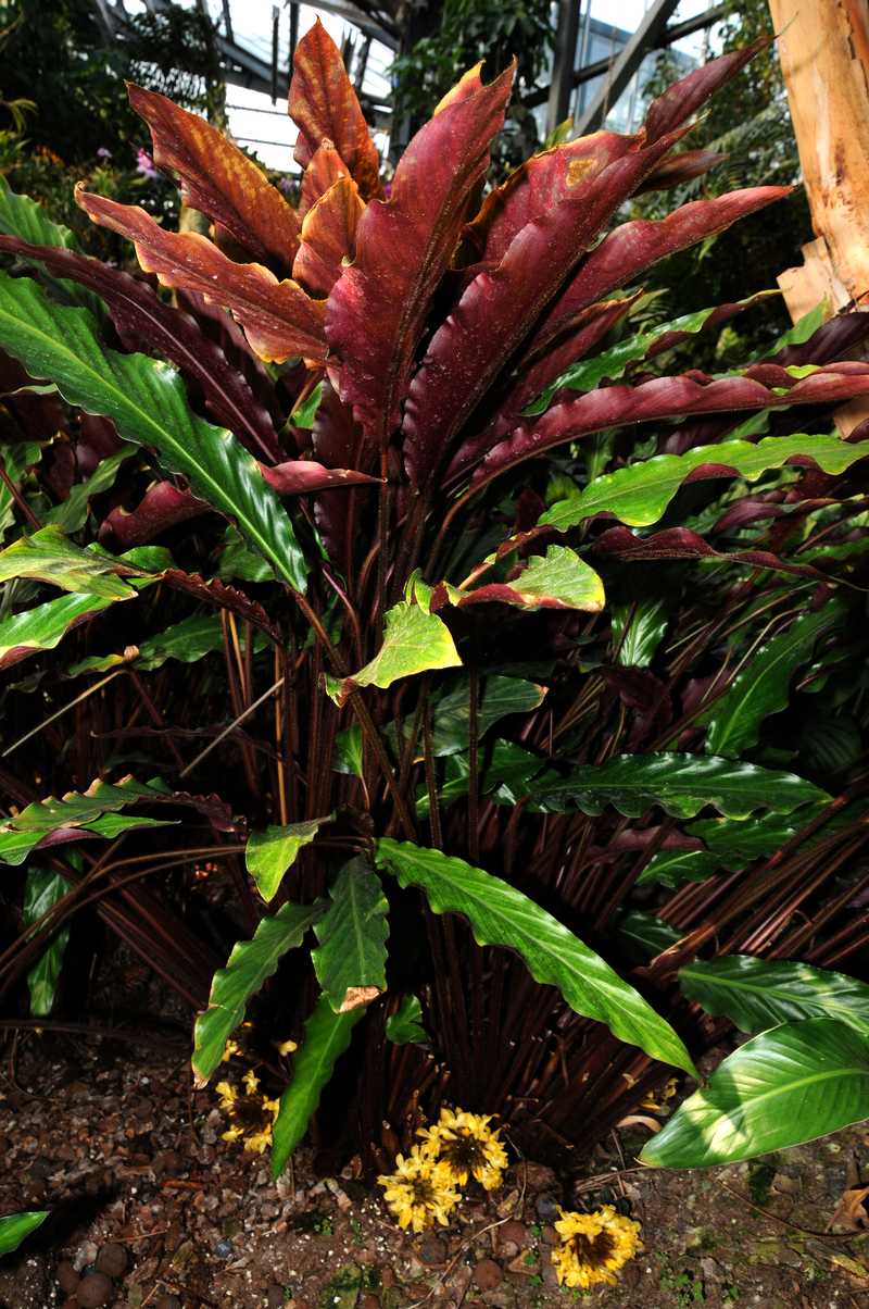  p>双线竹芋(学名: a> i>calathea sanderiana  /i>(sander) gentil 