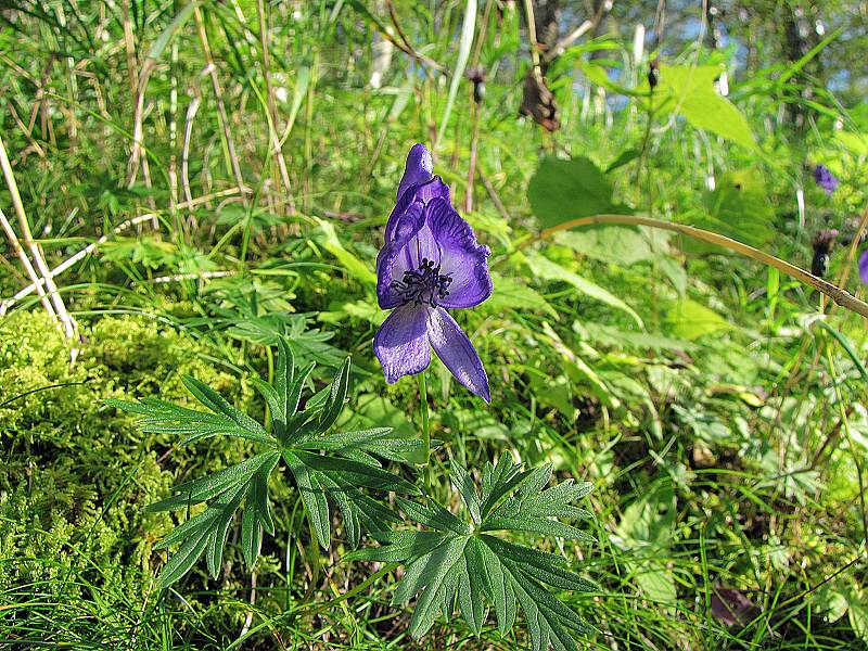  p>高山乌头(拉丁学名:aconitum monanthum nakai),是 a target="