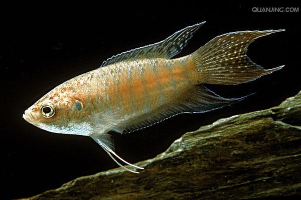  p>盖斑斗鱼是一种小型的淡水鱼类,又名三斑斗鱼,台湾斗鱼,英文名称为