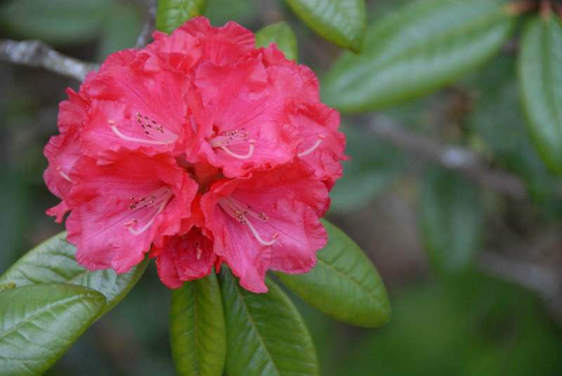  p>树形杜鹃(学名: i>rhododendron arboreum /i> smith):常绿乔木,高