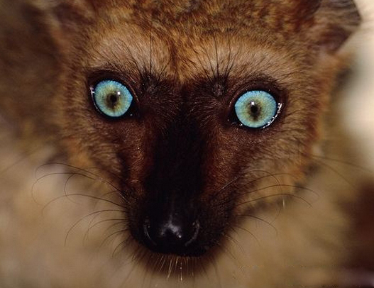 蓝眼黑美狐猴