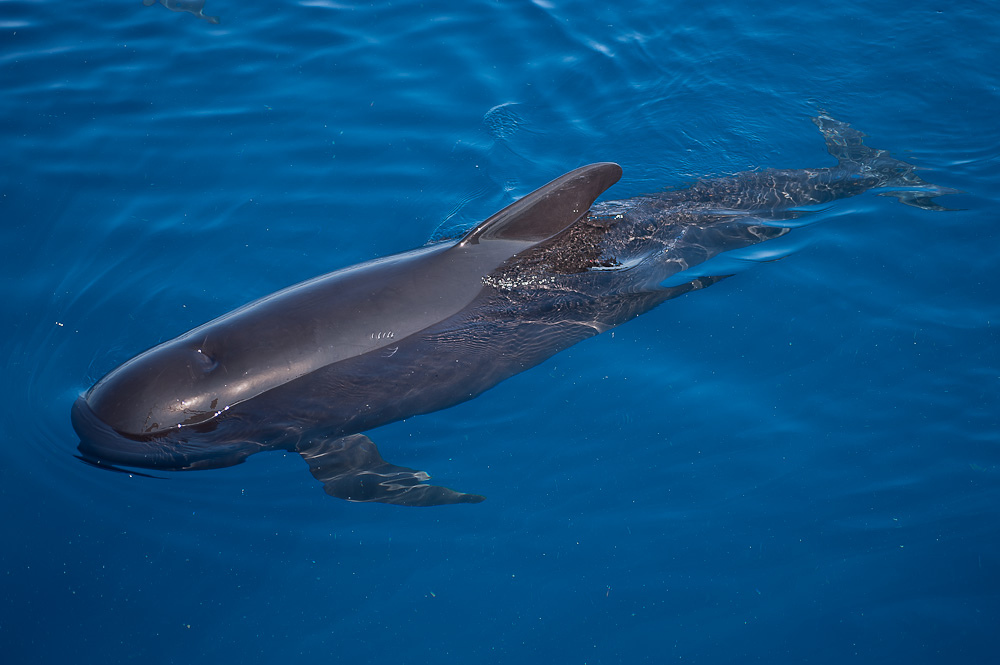 long-finned pilot whale