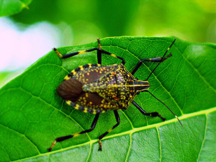  p>麻皮蝽属于 a href="#" data-lemmaid="1535270">半翅目 /a>, a